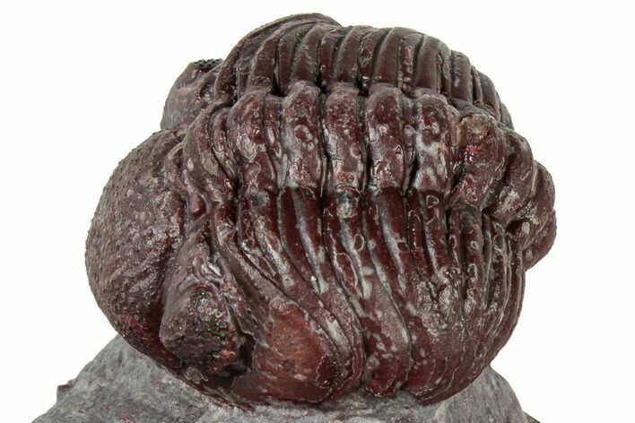 Red Morocops Trilobite - Hmar Laghdad, Morocco #311253